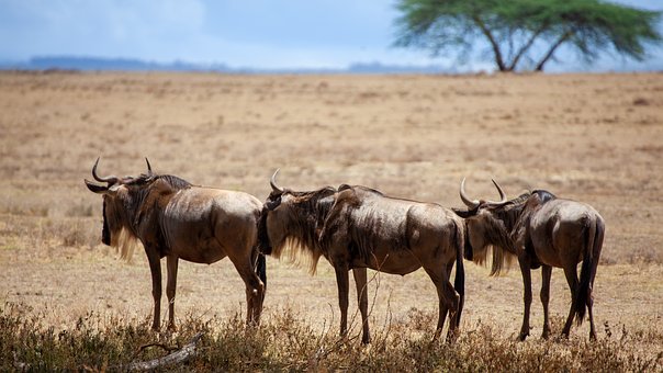 Kenya and Tanzania luxury safari packages  