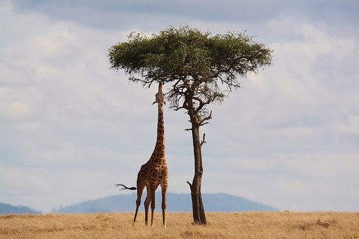Kenya and Tanzania safari holiday